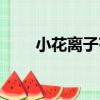 小花離子芥（關于小花離子芥簡介）