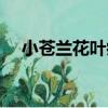 小蒼蘭花葉病（關于小蒼蘭花葉病簡介）