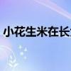 小花生米在長大（關于小花生米在長大簡介）