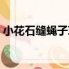 小花石縫蠅子草（關于小花石縫蠅子草簡介）