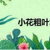 小花粗葉木（關于小花粗葉木簡介）