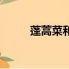 蓬蒿菜和茼蒿菜的區別（蓬蒿菜）