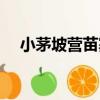 小茅坡營苗寨（關于小茅坡營苗寨簡介）