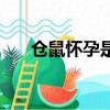 倉鼠懷孕是多少天（倉鼠懷孕多少天）