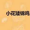 小花矮錦雞兒（關于小花矮錦雞兒簡介）