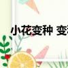 小花變種 變種（關于小花變種 變種簡介）