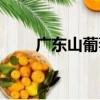 廣東山葡萄（關于廣東山葡萄介紹）