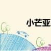 小芒亞系（關于小芒亞系簡介）