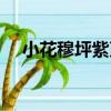 小花穆坪紫堇（關于小花穆坪紫堇簡介）
