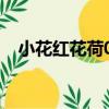 小花紅花荷06（關于小花紅花荷06簡介）