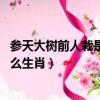 參天大樹前人栽是什么生肖,百度解答（參天大樹前人栽是什么生肖）