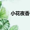 小花夜香牛（關于小花夜香牛簡介）