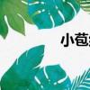 小苞組（關于小苞組簡介）