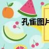 孔雀圖片（關于孔雀圖片的簡介）