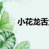 小花龍舌蘭（關于小花龍舌蘭簡介）