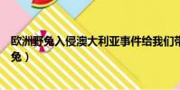 歐洲野兔入侵澳大利亞事件給我們帶來了哪些啟示(歐洲野兔)