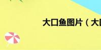 大口魚圖片(大口魚)