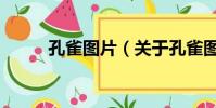孔雀圖片(關于孔雀圖片的簡介)