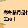 寒冬臘月是什么生肖和數字（寒冬臘月是什么生肖）