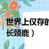 世界上僅存的白色長頸鹿（全球最后一只白色長頸鹿）