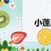 小蓬屬（關于小蓬屬簡介）