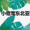 小蝗鶯東北亞種（關于小蝗鶯東北亞種簡介）