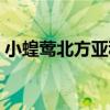 小蝗鶯北方亞種（關于小蝗鶯北方亞種簡介）
