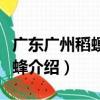 廣東廣州稻螟赤眼蜂（關于廣東廣州稻螟赤眼蜂介紹）