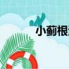 小薊根汁（關于小薊根汁簡介）