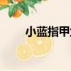 小藍指甲蘭（關于小藍指甲蘭簡介）