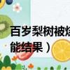百歲梨樹被燒仍結果（407歲梨樹被燒空心仍能結果）