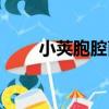 小莢胞腔菌（關于小莢胞腔菌簡介）