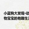 小藍狗大發現·動物寶寶的有趣生活（關于小藍狗大發現·動物寶寶的有趣生活簡介）