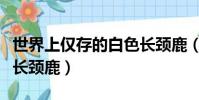 世界上僅存的白色長頸鹿(全球最后一只白色長頸鹿)