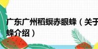 廣東廣州稻螟赤眼蜂(關于廣東廣州稻螟赤眼蜂介紹)
