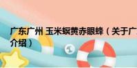 廣東廣州 玉米螟黃赤眼蜂(關于廣東廣州 玉米螟黃赤眼蜂介紹)