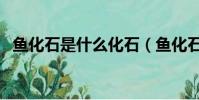 魚化石是什么化石(魚化石是怎樣形成的)