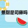 景甜是司藤嗎（景甜認證那英司藤東北分藤）