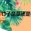 竹子是草還是樹還是灌木（竹子是草還是樹）