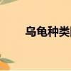 烏龜種類圖片（烏龜什么時候冬眠）