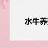 水牛養殖注意事項（水牛養殖）