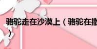 駱駝走在沙漠上(駱駝在撒哈拉沙漠雪中漫步)