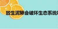 放生泥鰍會破壞生態系統嗎(放生泥鰍)