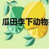 瓜田李下動物打一生肖（瓜田李下打一生肖）