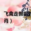 飛禽走獸指的是什么生肖（飛禽走獸是什么生肖）