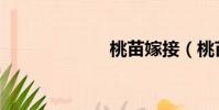 桃苗嫁接(桃苗)