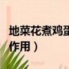 地菜花煮雞蛋的功效（地菜花煮雞蛋的功效與作用）