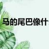 馬的尾巴像什么的比喻句（馬的尾巴像什么）