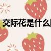 交際花是什么網絡用語（交際花是什么意思）