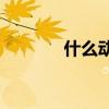 什么動物在偷偷玩什么生肖？